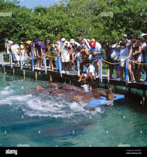 Nurse Sharks At The Aquarium Of San Martín De Pajarales Islas Del