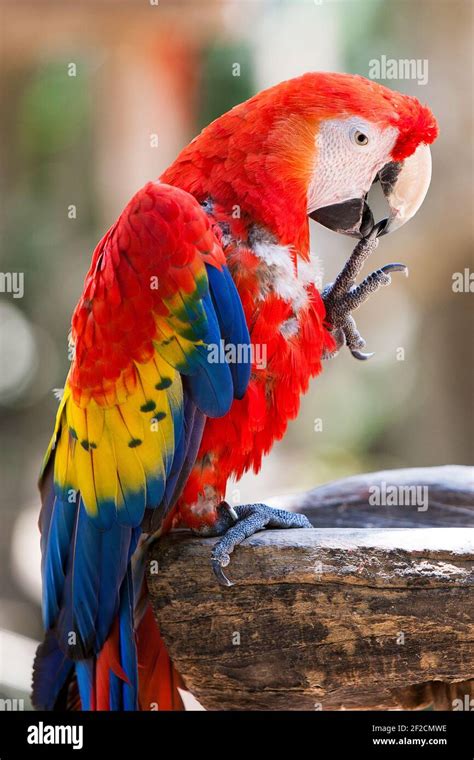 Long Tailed Colorful Macaw Parrot Are Sitting In A Tropical Forest