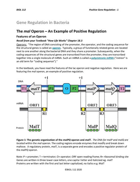 3 6 Mal Operon Reading Nit 2 Gene Regulation In Bacteria The Mal