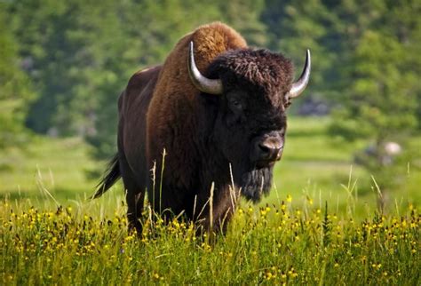 Wildlife Loop State Scenic Byway | Travel South Dakota