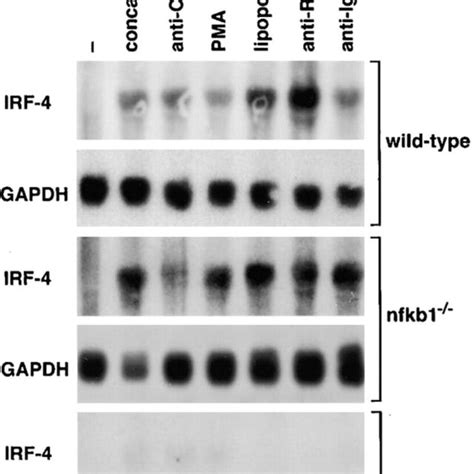 Mitogen Induced Expression Of Irf Mrna Is Markedly Reduced In