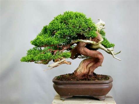 Pin By Bagus Wijaya On Bonsai Insp Bonsai Garden Juniper Bonsai