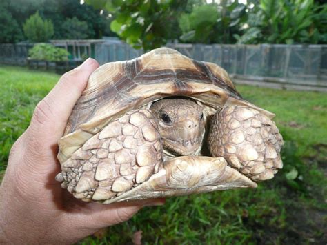 African Sulcata Tortoise Size