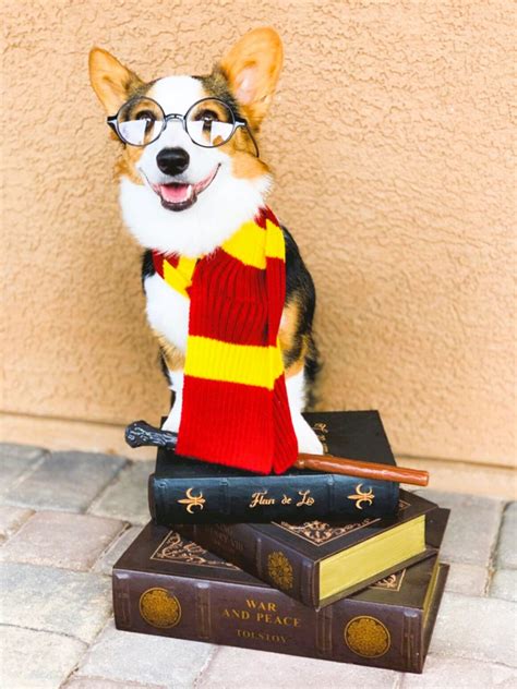 Best Corgi Halloween Costumes That Are So Funny!