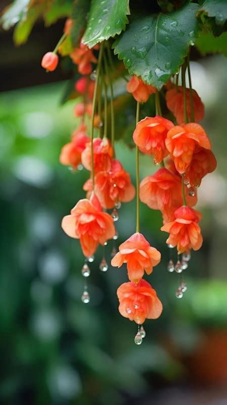 Ritz Farming Weeping Begonia Flowers Bulbs Begonia Orange Flower