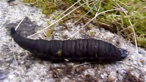 Aquatic Coleoptera Larvae