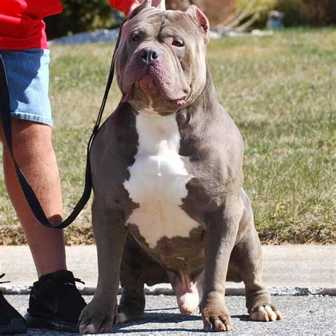 Xl Pitbull Puppies For Sale Champagne Xxl Pitbull Puppies Lilac Pitbull Puppies