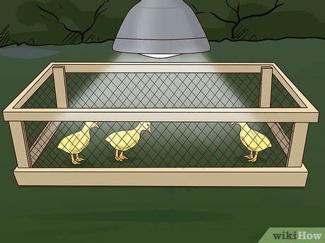 3 Ways To Keep Geese WikiHow Pet