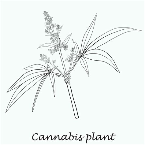 Simplicity cannabis plant freehand drawing flat design. 23427517 Vector ...