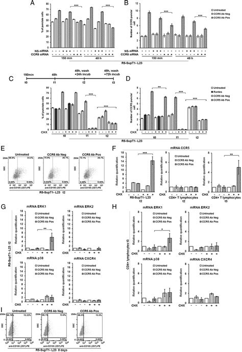 Role Of Sirna Specific To Ccr5 In The Internalization Of The Receptor