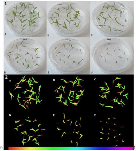 General View RGB Image Of Setaria Viridis A10 1 Seedlings Nine Days