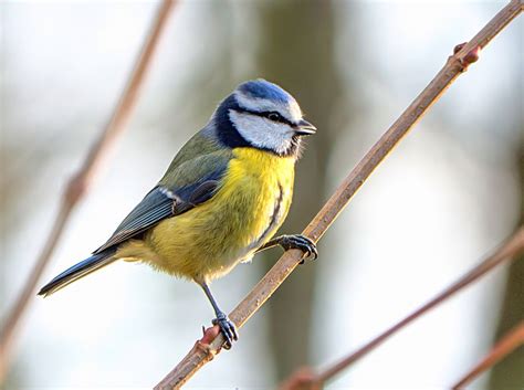 Blaumeise Foto And Bild Tiere Wildlife Wild Lebende Vögel Bilder Auf Fotocommunity