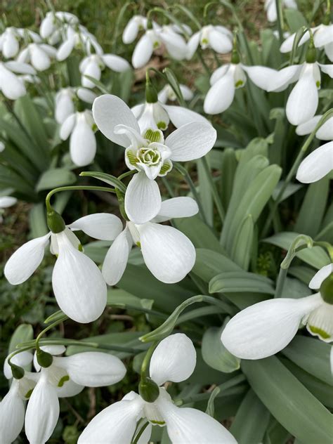 Galanthus Elwesii ‘natalie Garton Morlas Plants