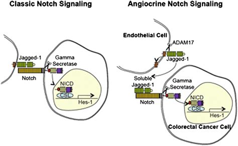 Endothelial Cells Promote The Colorectal Cancer Stem Cell Phenotype Through A Soluble Form Of