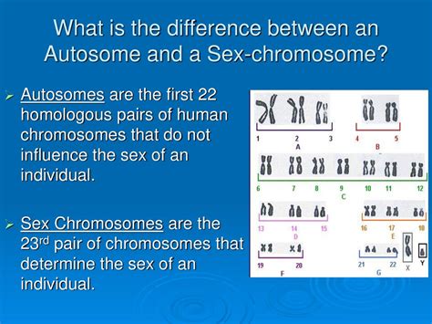 Human Genetics Ch 14 Autosomal Dominant Autosomal Recessive And Sex