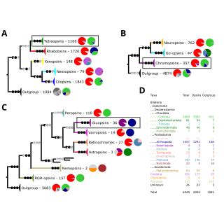 Phylogenetic Reconstruction Of The Opsins A The Groups Of The Opsins