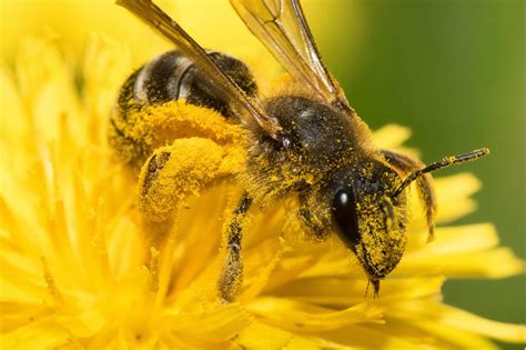 Insekten Helfen Wertvolle Tipps Geo