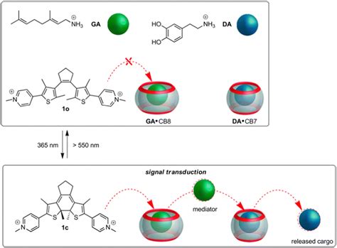 Phototransduction In A Supramolecular Cascade A Mimic For Essential