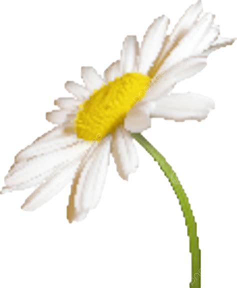 Camomile Flower Concept Seasonal Isolated Vector Concept Seasonal