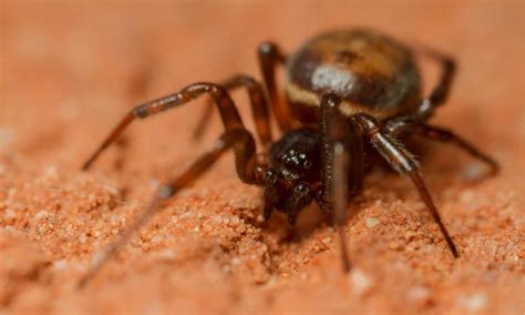 10 Spiders In Wyoming A Z Animals