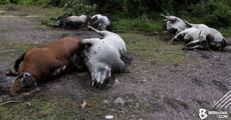 Lembu Ditemukan Mati Di Kampung Sungai Lekar Di Kuala Nerus