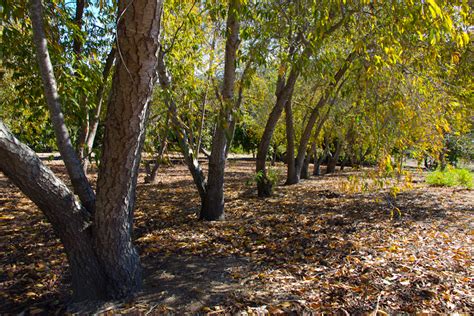 Thousand Oaks California Beautiful Trees With Colorful Foliage At