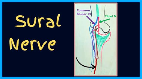 Sural Nerve Anatomy Course And Branches Of The Sural Nerve YouTube