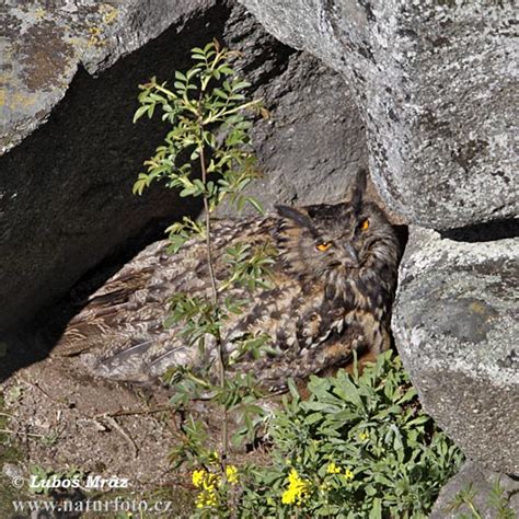 Bubo bubo Pictures, Eagle Owl Images, Nature Wildlife Photos | NaturePhoto