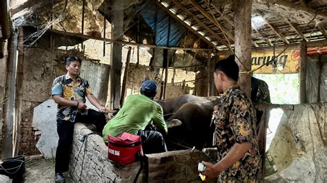 Kesehatan Hewan Di Kudus Diperiksa Intensif Jelang Iduladha