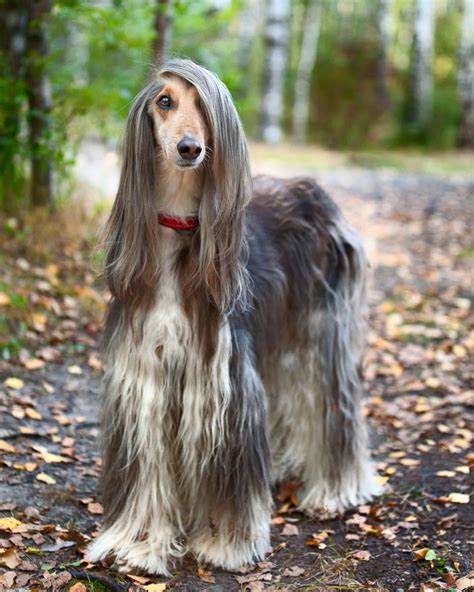 Long Haired Greyhound Do Greyhounds Have Long Hair