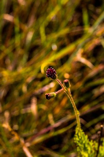 Variety Senecio Erubescens Incisus Inaturalist