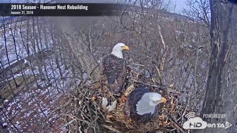 Hanover Eagles Nest Rebuilding Time Lapse Youtube