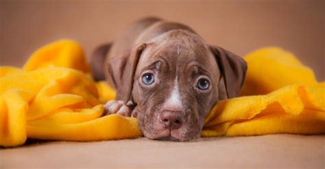 Worlds Cutest Pitbull Puppies