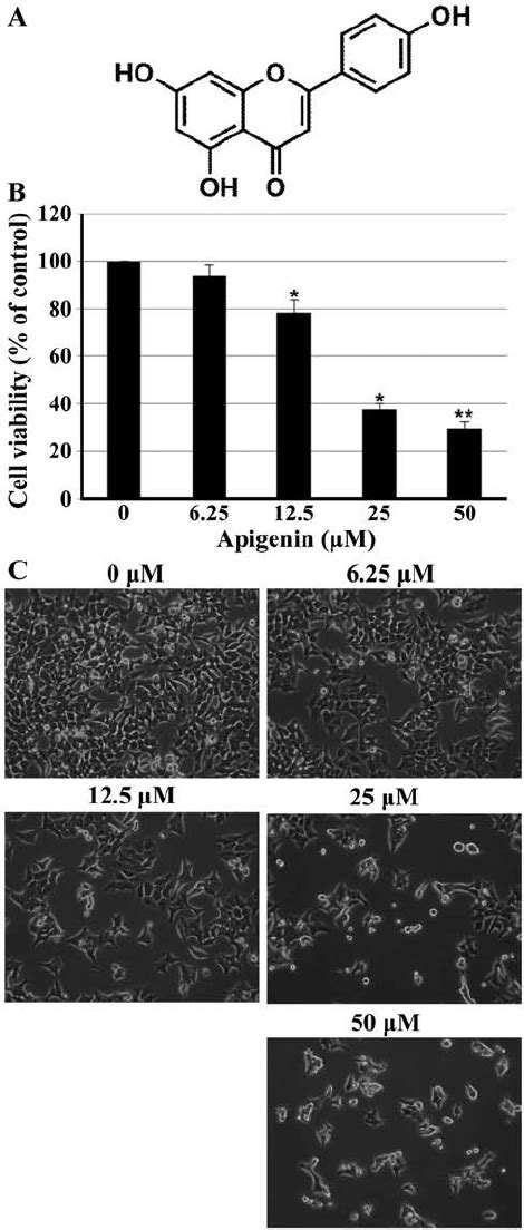 Effect Of Apigenin On Cell Viability Of HCT116 Cells A Chemical