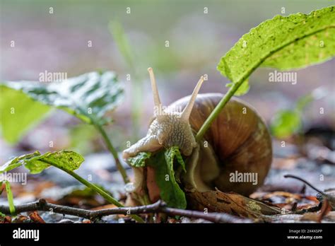 A Terrestrial Animal The Snail Is Consuming A Green Leaf From A Plant