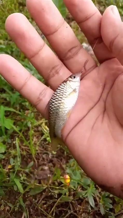 Spot Mantab Mancing Di Sungai Kecil Strike Bertubi Tubi YouTube