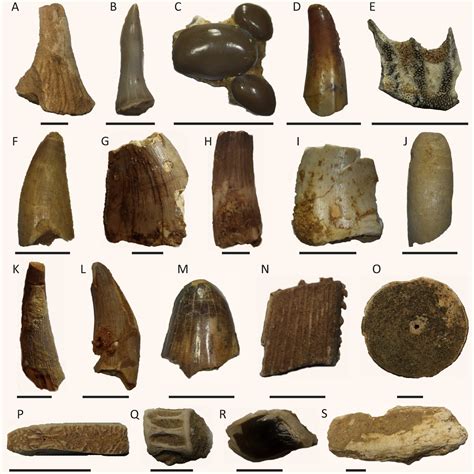 Spinosaurus Aegyptiacus Had Aquatic Lifestyle Fossil Discovery