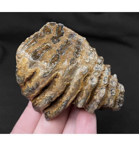 Fossils For Sale | Fossils-UK.com | British Baby Mammoth Tooth from the ...