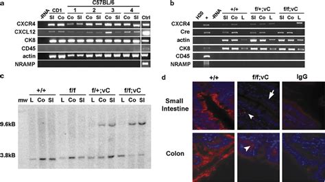 Targeted Cxcr Deletion In Mouse Intestine A Constitutive Cxcr And