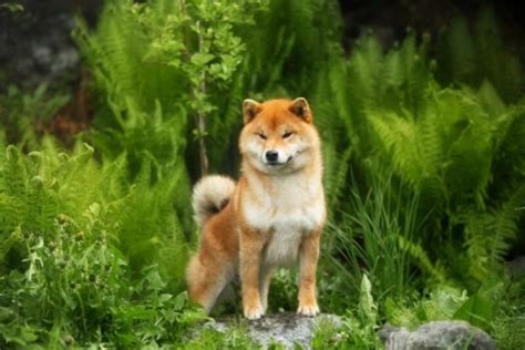 10 Shiba Inu Colors Including Rare Coats With Pictures Dogster