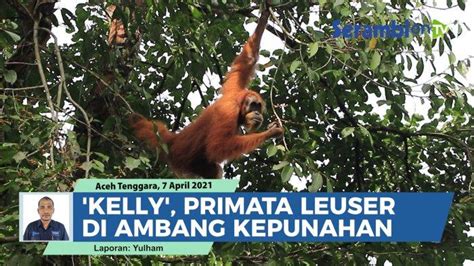 VIDEO Orang Utan Kelly Di Pusat Penelitian Ketambe Primata Leuser Di