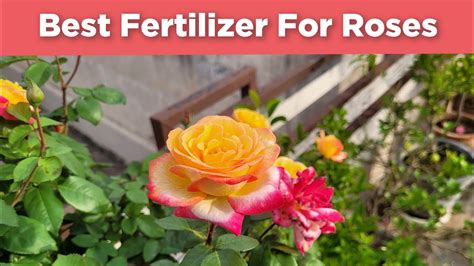 Best Fertilizer For Roses Winter Gardening Tips Rose Plant Care