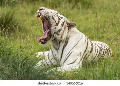 White Bengal Tiger Roaring Stock Photo 148666016 | Shutterstock