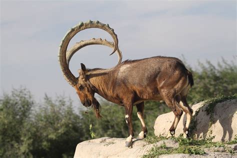 Siberian Ibex At Al Ain Zoo Gallery