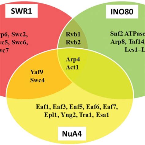 Proteins Identified As Subunits Of SWR1 INO80 And NuA4 Complexes In S