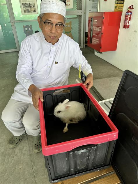 Arnab Putih Kebuluran Diselamatkan Dari Kubur Pusara Aman Berita