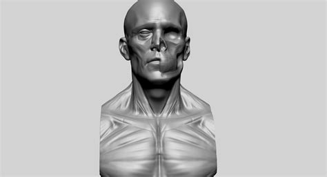 ArtStation - Male Head Anatomy A | Resources