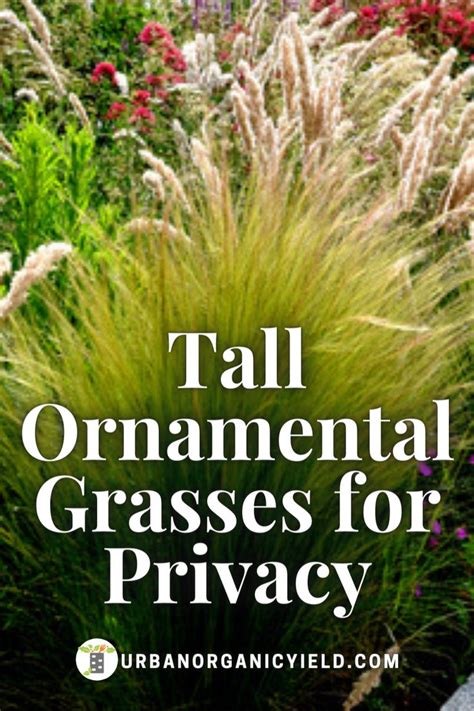 Tall Ornamental Grasses Privacy Screens | Tall ornamental grasses ...