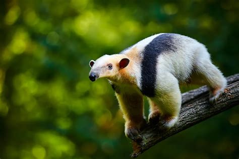 Südlicher Tamandua Tamandua Tetradactyla Im Steckbrief Merkmale