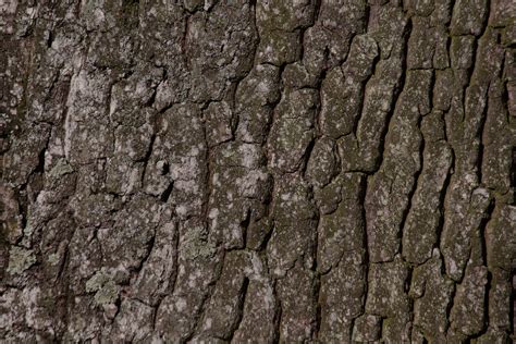 Banco De Imagens árvore Natureza Ramo Plantar Madeira Textura